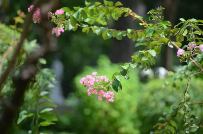 Close-up of pink flowering plant