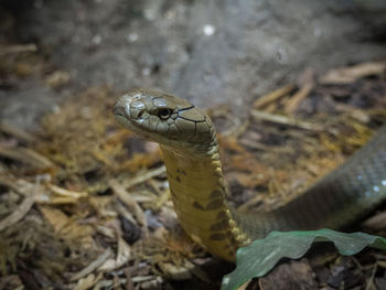 High angle view of lizard