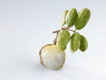 Close-up of fruit against white background