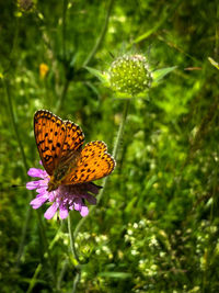 Close-up of butterfly pollinating on flower
