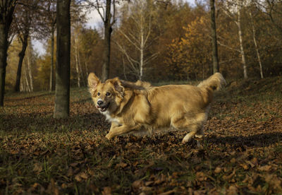 Dog running on field, happy dog in leaves