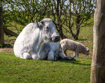 Sheep in a field with a cow