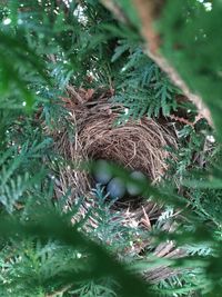 Close-up of bird in nest