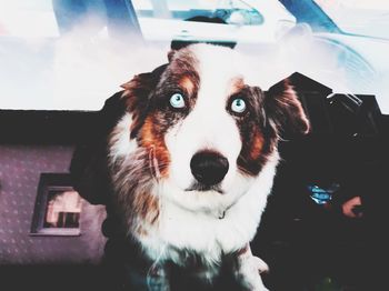 Portrait of dog by car
