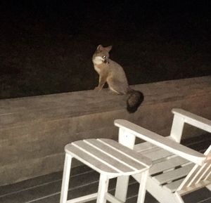 High angle view of cat sitting on chair