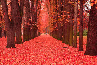 View of autumn trees in forest