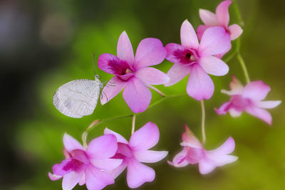 Close-up of butterfly pollinating on pink flower