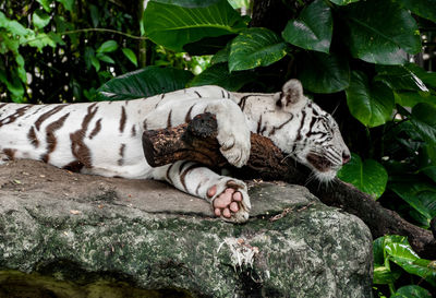 Cat sleeping in a zoo