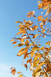 Autumn plant background with tree branch with yellow leaves against blue sky copy space fall season