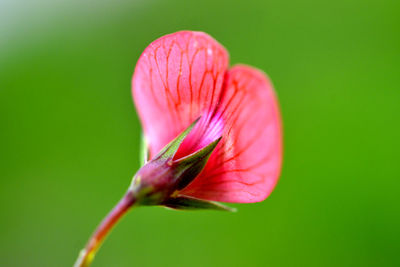 Close-up of pink rose flower