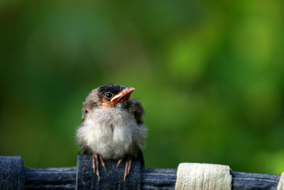 Close-up of bird perching on wood