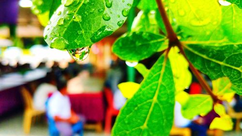 Close-up of raindrops on leaves