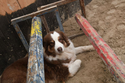 High angle portrait of dog relaxing on wood