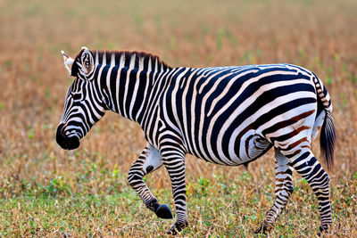 Zebra. Zebra in