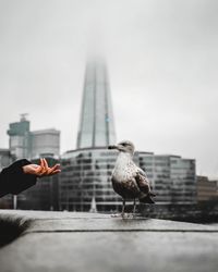 Seagull on hand against sky