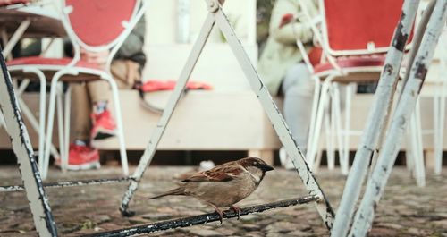 Sparrow perching on metal rod of table at sidewalk caf