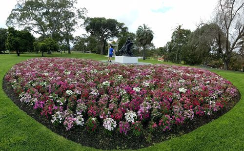 Flowers blooming on field against trees in park