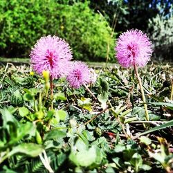 Close-up of pink flowers