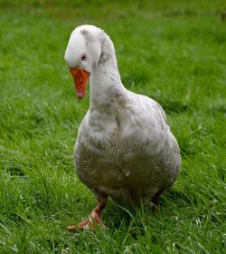 Close-up of duck on field