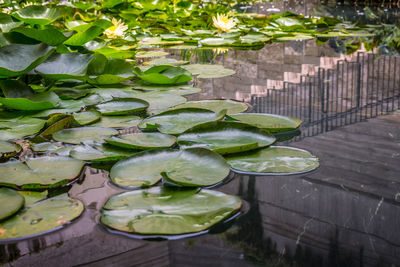 High angle view of leaves floating on water