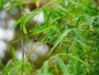 Close-up of insect on plant