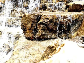 Close-up of rock against trees