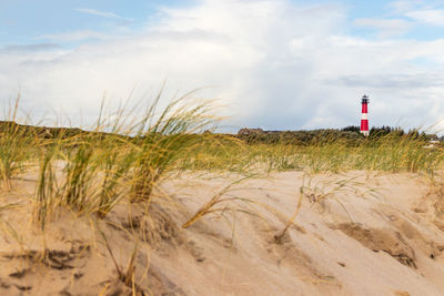 Focused lighthouse and blurred dune grass, hörnum, sylt - stripped beacon at north sea landscape