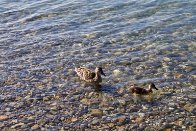 High angle view of duck swimming in sea