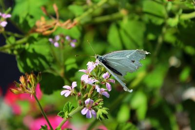 Close-up of butterfly pollinating on flower