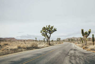 Road by trees against sky