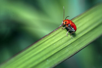 Close-up of insect on leaf