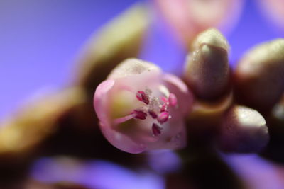 Macro shot of pink flower buds