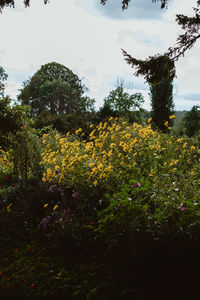 Close-up of yellow flowering plants on field