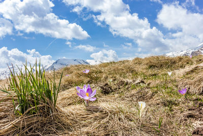 Scenic view of flowering plants on field against sky