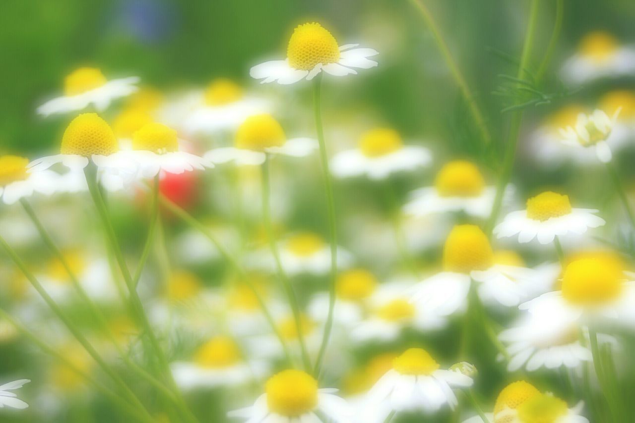 flower, growth, freshness, fragility, yellow, petal, beauty in nature, focus on foreground, flower head, nature, blooming, plant, selective focus, close-up, field, stem, in bloom, day, outdoors, wildflower