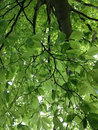 Full frame shot of trees