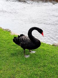 Black swan swimming in lake