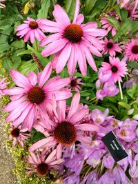 Close-up of pink flowers