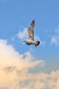 Low angle view of seagull flying in sky