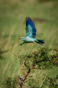 Bird flying over plants