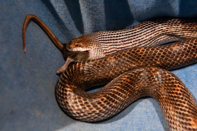 Close-up of snake
