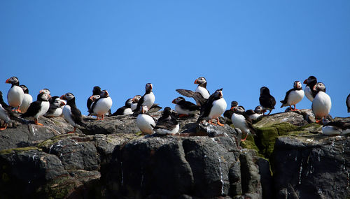 Puffins watching the boats go by