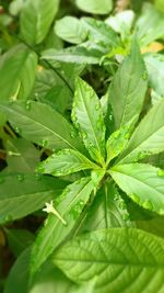 Close-up of leaves