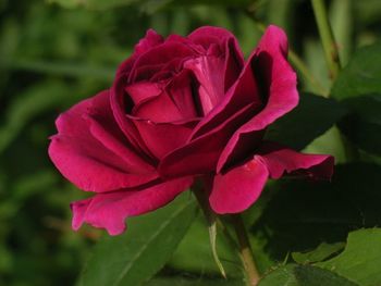 Close-up of pink rose