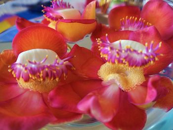 Close-up of flowers blooming outdoors