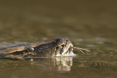 Close-up of a turtle in water