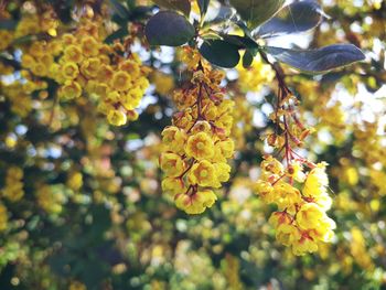 Close-up of yellow flowers