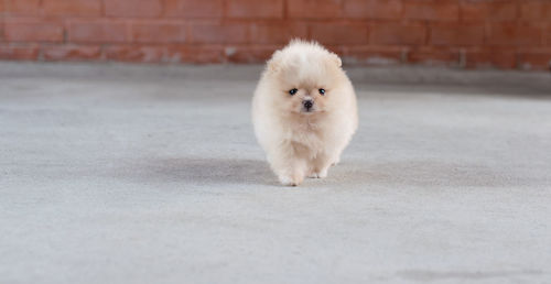 Portrait of a small light brown pomeranian puppy
