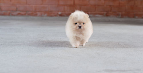 Portrait of white dog