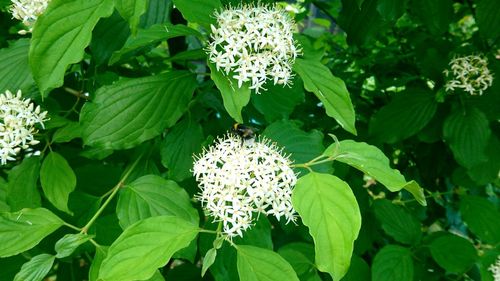 Close-up of white flowers